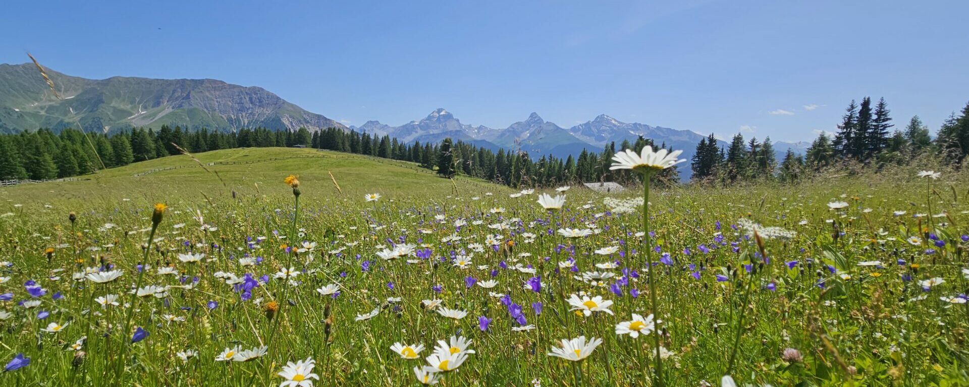 Blumenwiese auf der Wiesner Alp
