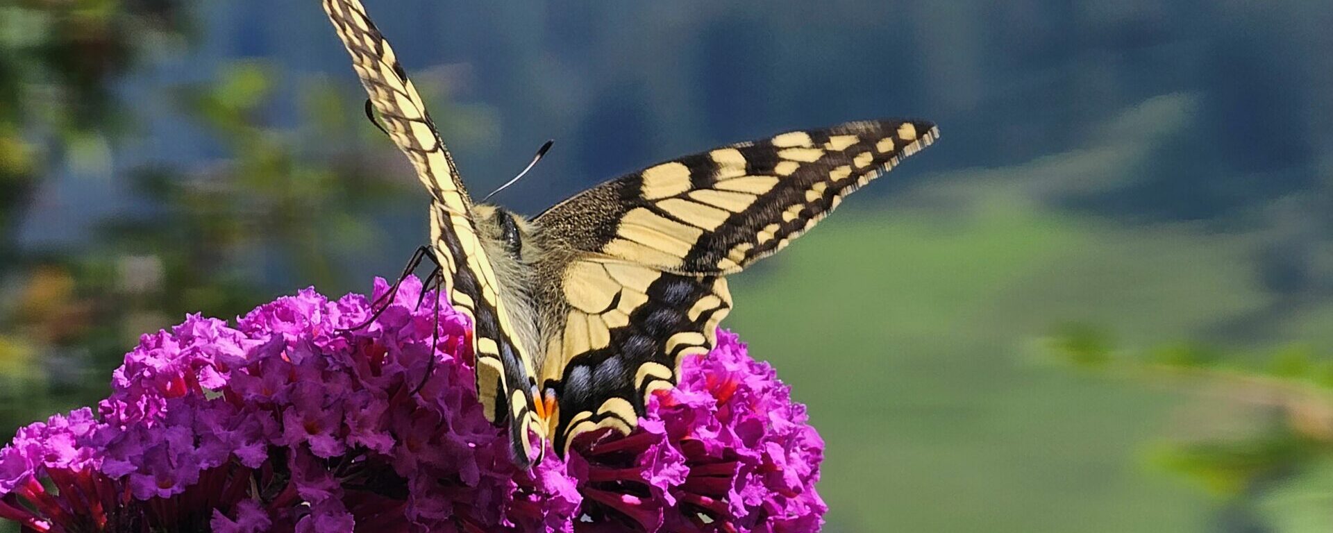 Schmetterling - hp Aparthotel Muchetta -Schmetterling - Schwalbenschwanz