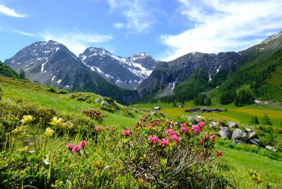 Sertig Alpenrosen Blumen Berge Aparthotel-Muchetta